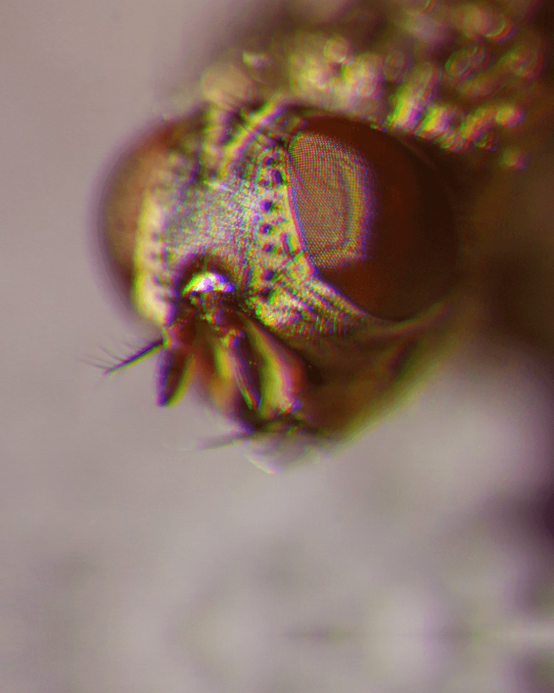 Drosophila Melanogaster, representando cérebro, com efeito de prisma
